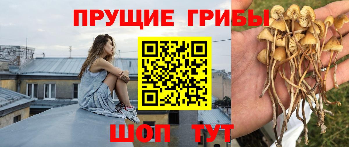 Псилоцибиновые грибы GOLDEN TEACHER Карачаевск