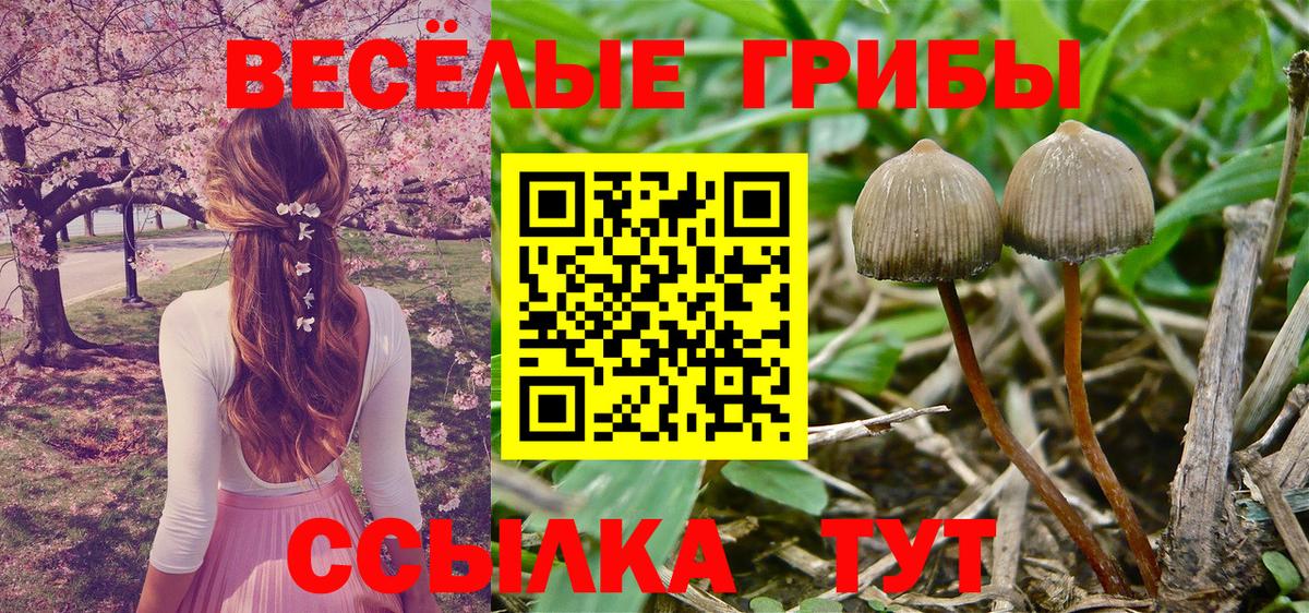 Карачаевск  Псилоцибиновые грибы прущие грибы  Вход с VPN 
